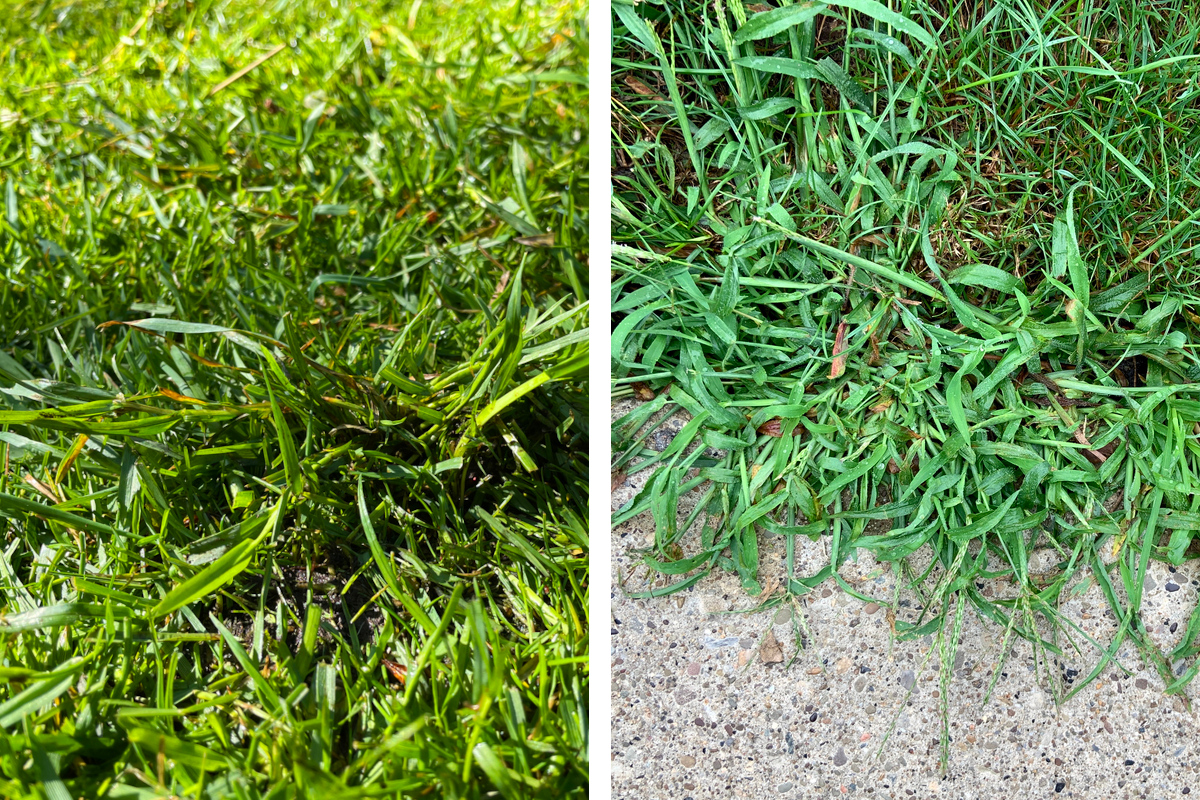 quackgrass vs crabgrass