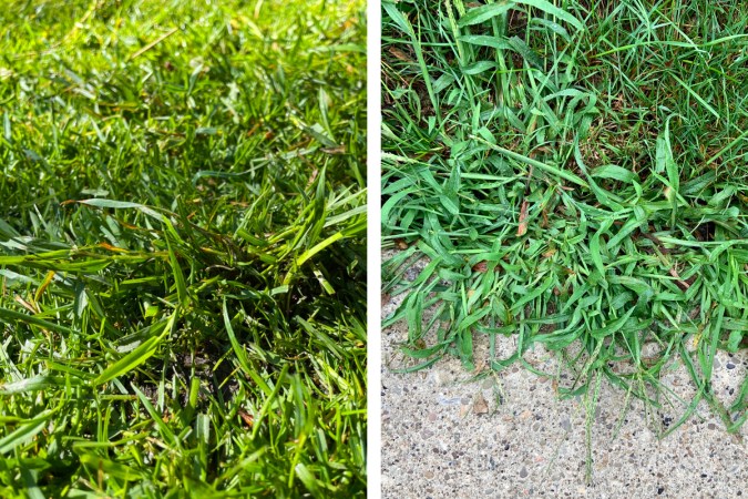 Quackgrass vs. Crabgrass: Which Notorious Weed Is Invading Your Lawn?