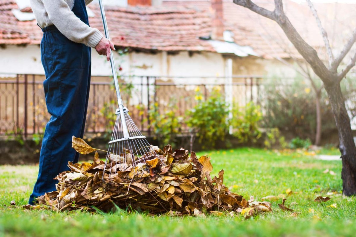 The Best Leaf Removal Services Options