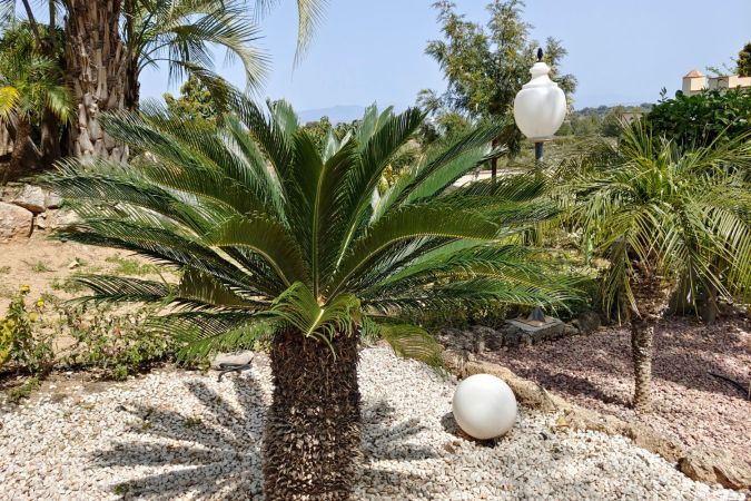 The Best Fertilizers for Palm Trees