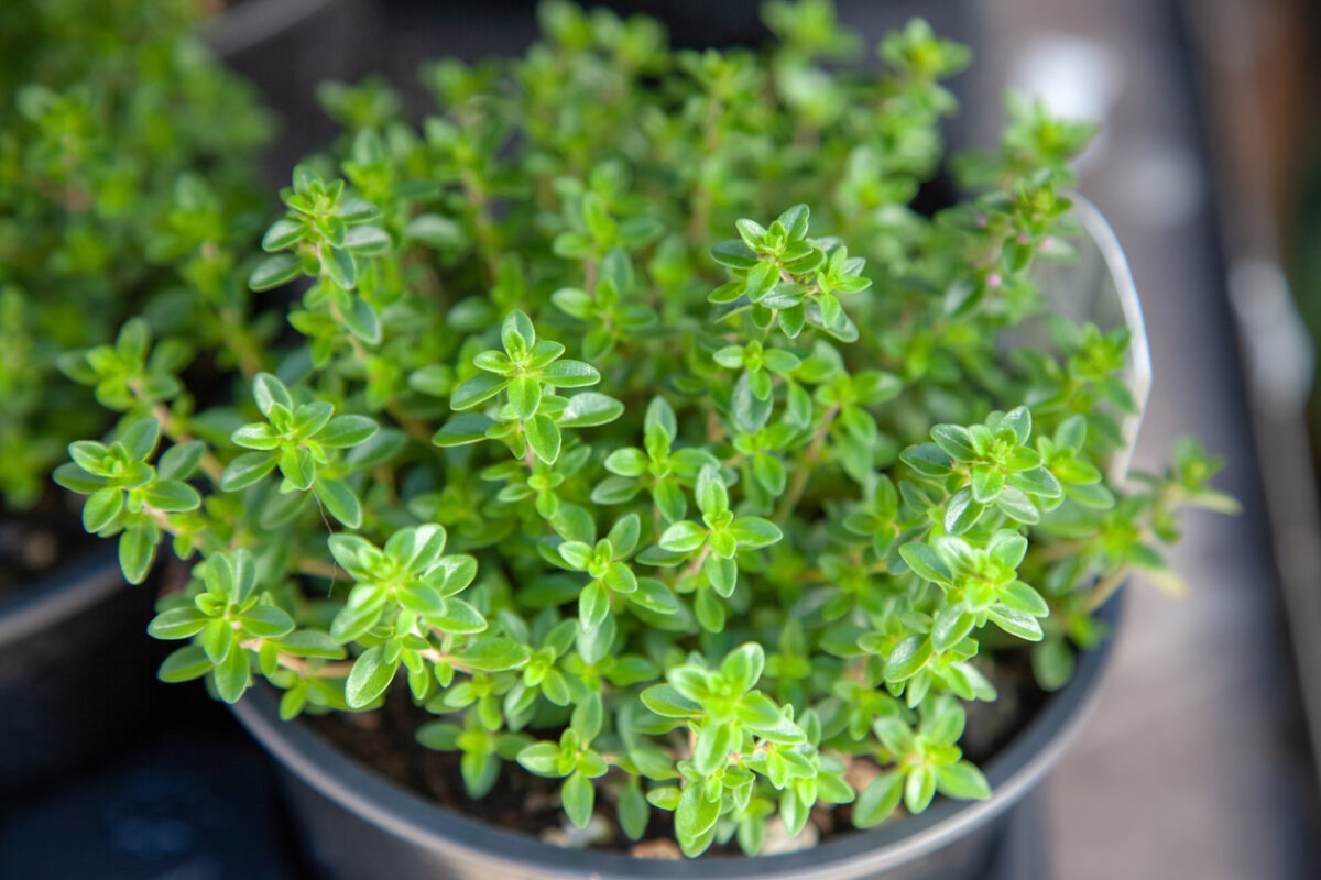 15 Perennial Herbs to Grow in Your Yard - Bob Vila