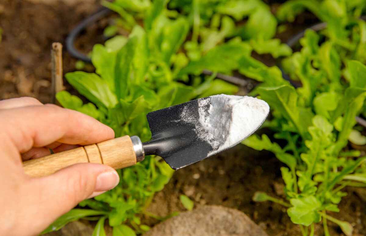 does salt kill weeds