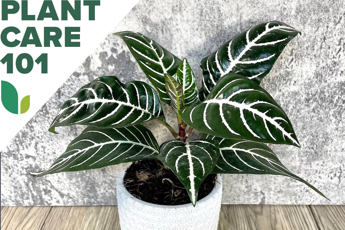 zebra plant care 101 - how to grow zebra plant indoors