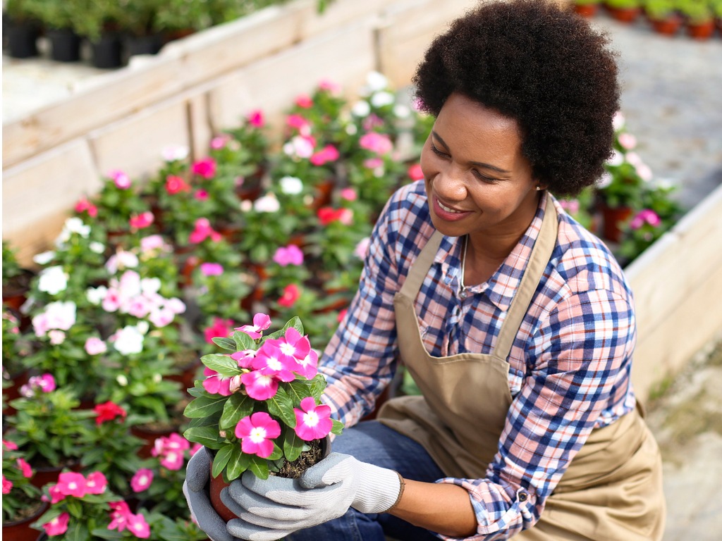 petunia care