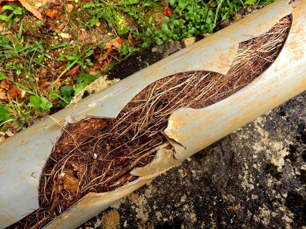 Everything to Know About Tackling Tree Roots in Sewer Lines