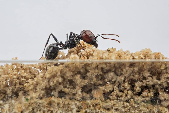 The Best Ant Killers