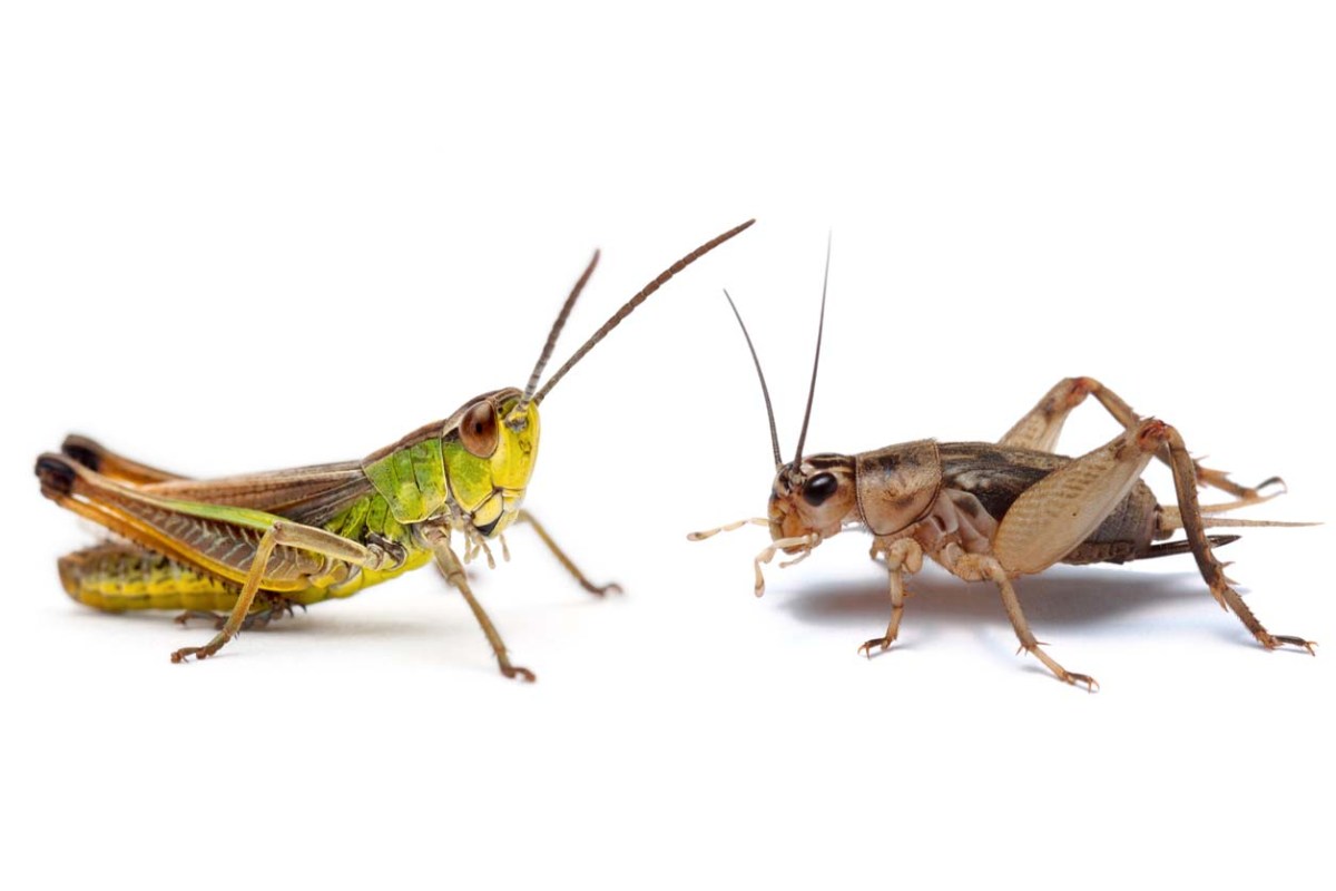 Cricket vs. Grasshopper