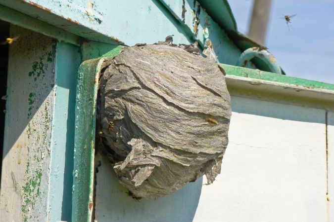How To Get Rid of Hornets Safely and Effectively