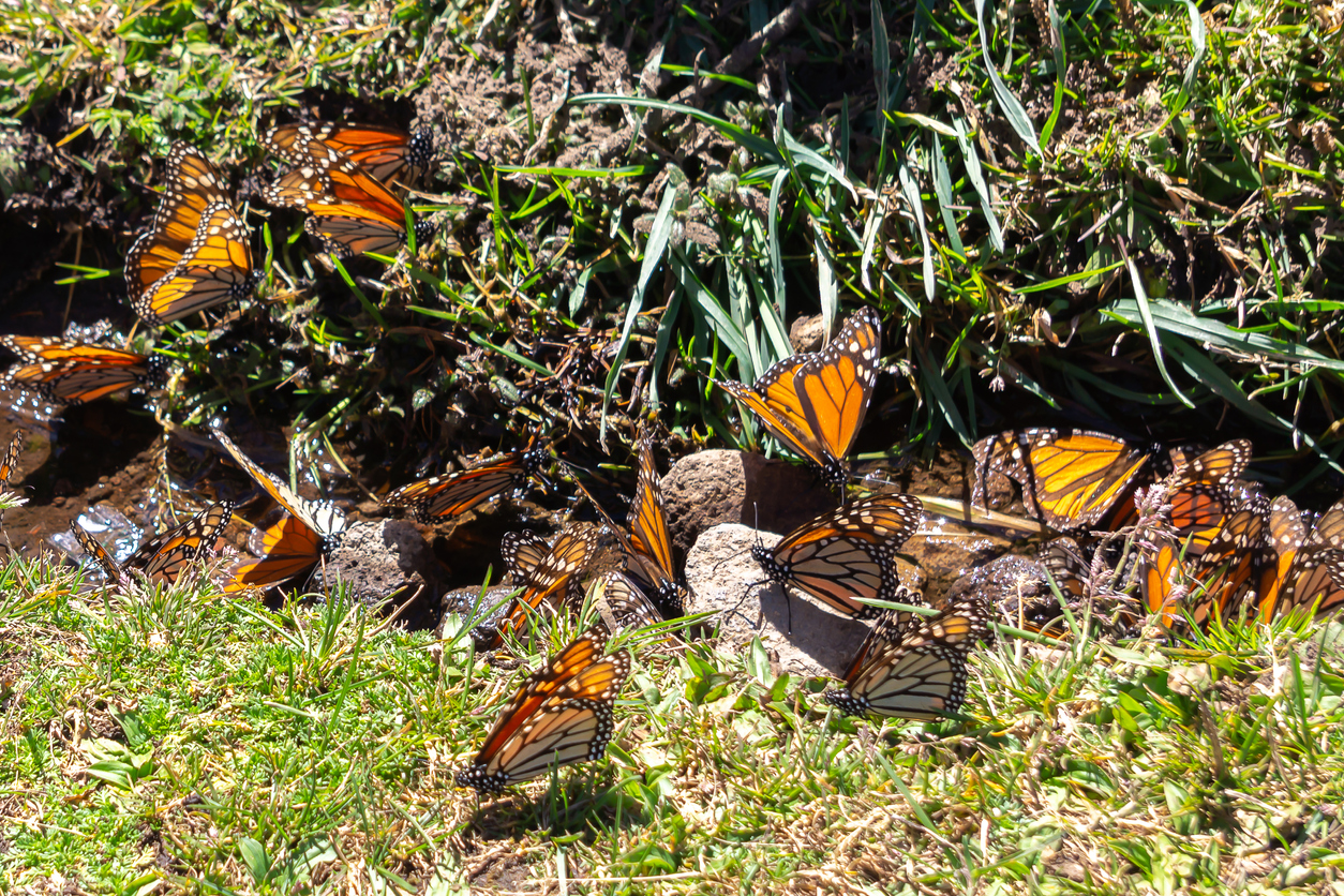 Why You Should Care That the Monarch Butterfly Population Is Dwindling