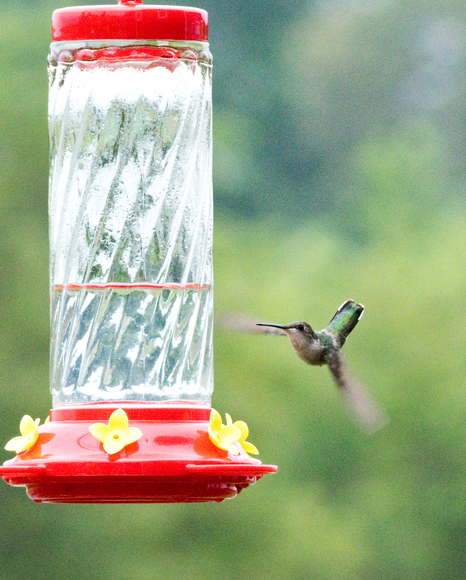 how to clean hummingbird feeders