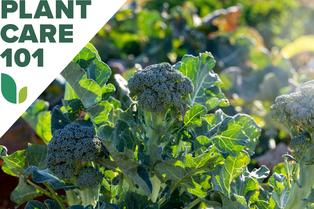 how to grow broccoli - broccoli plant care 101