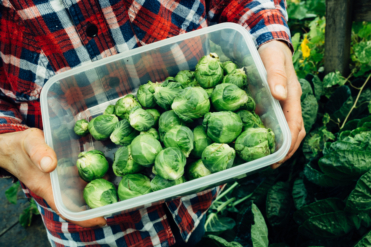 how to grow brussels sprouts
