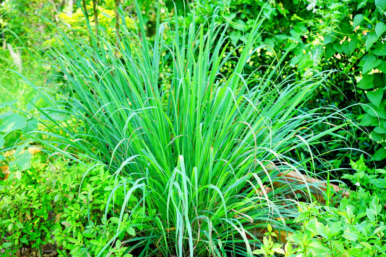 perennial herbs