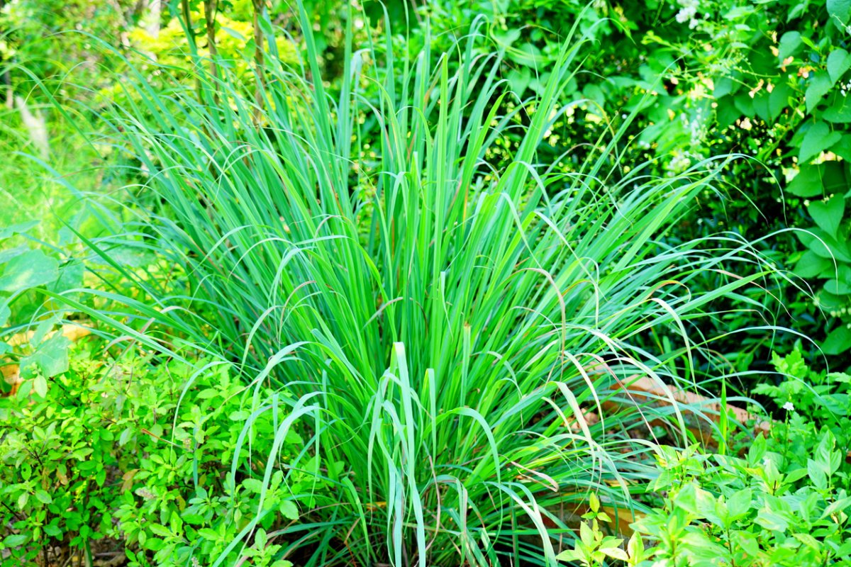 Lemongrass plant in garden.
