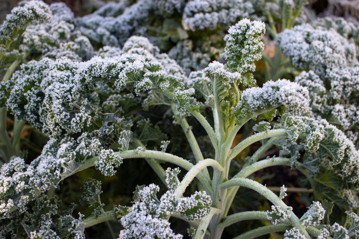A patch of kale covered in frost.