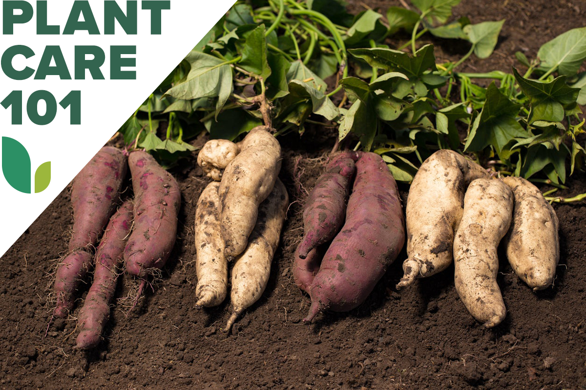 sweet potato plant care 101 - how to grow sweet potatoes