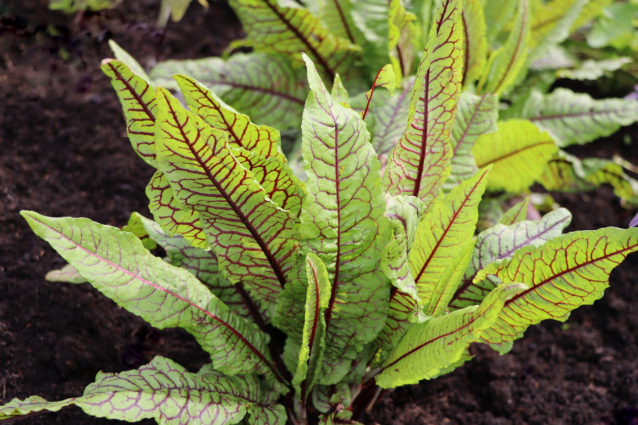 perennial herbs