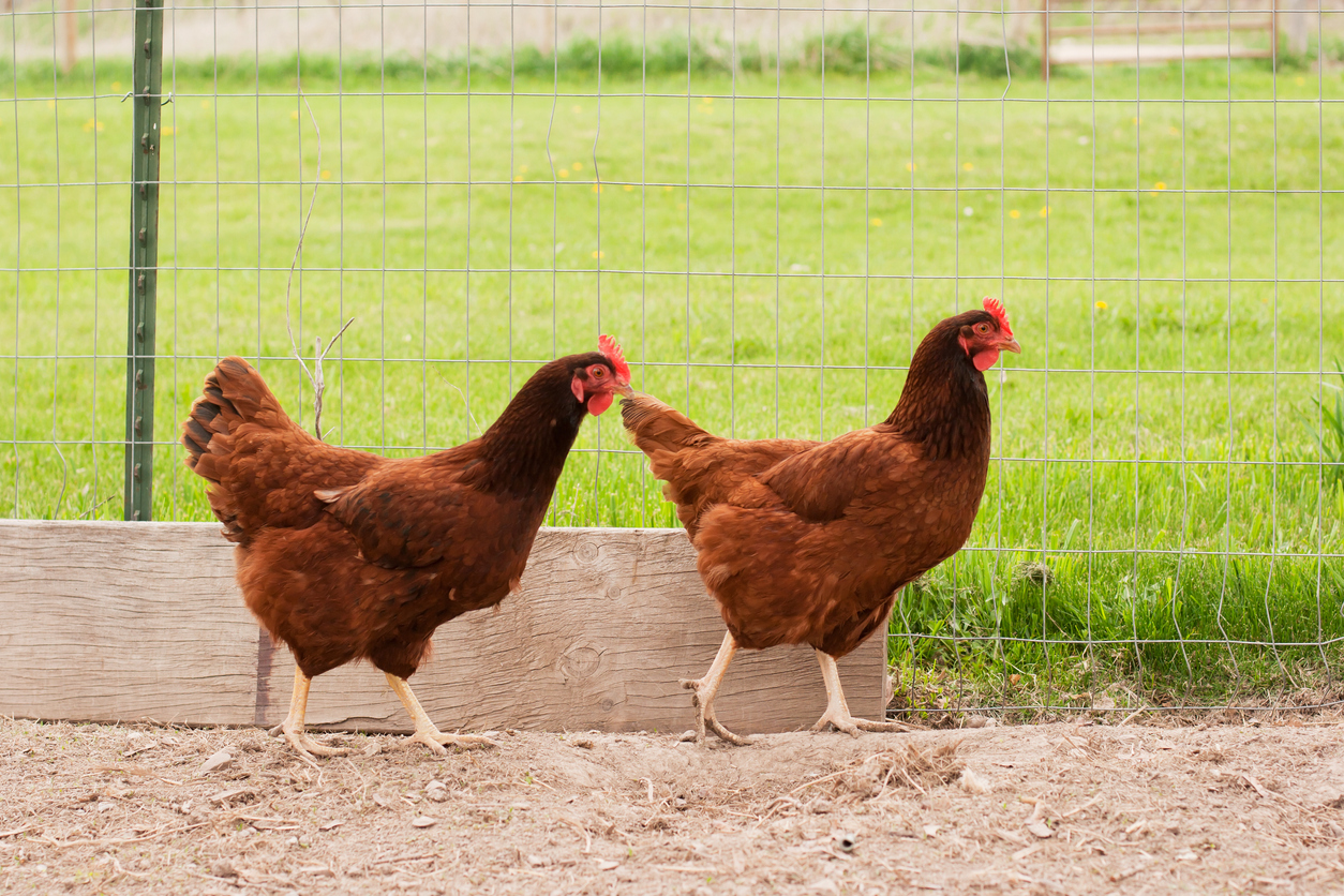 These 10 chicken breeds are the perfect fit for backyard living, whether you have a growing flock or are a first-time chicken owner.