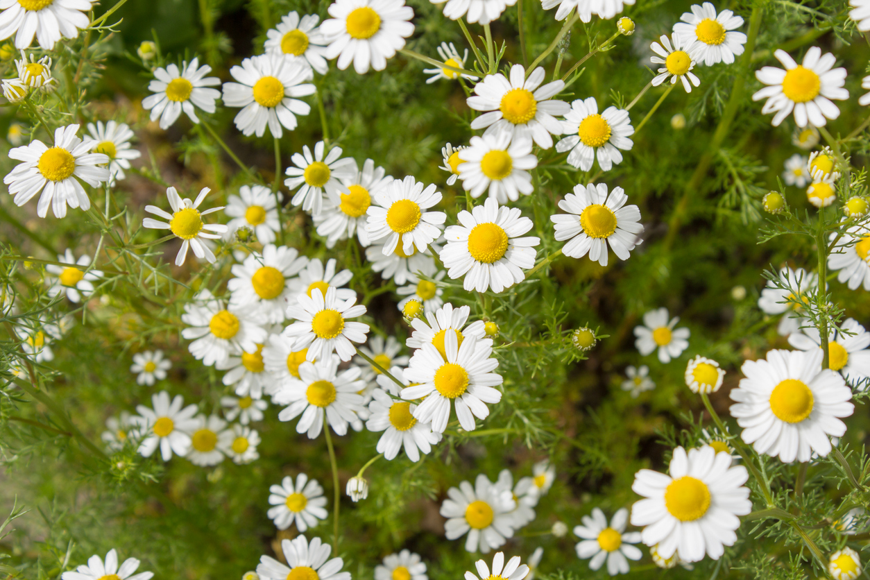perennial herbs