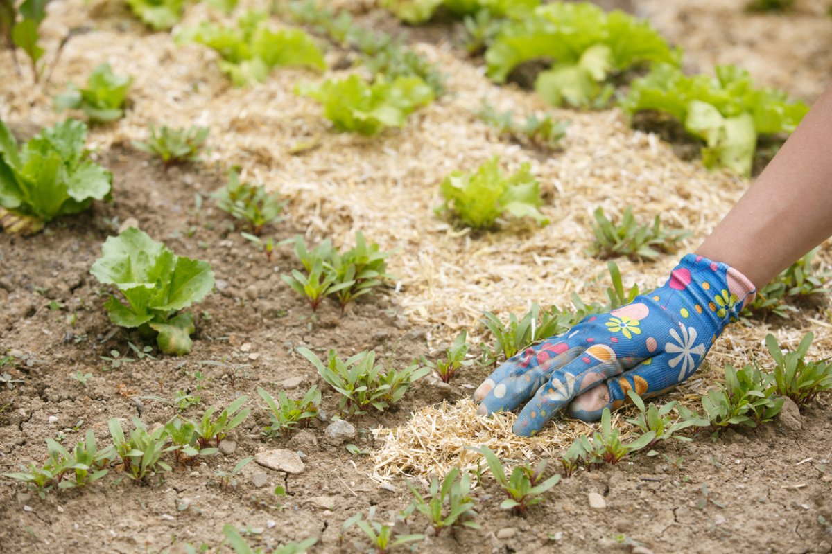 Gardener mulching vegetable bed with straw.