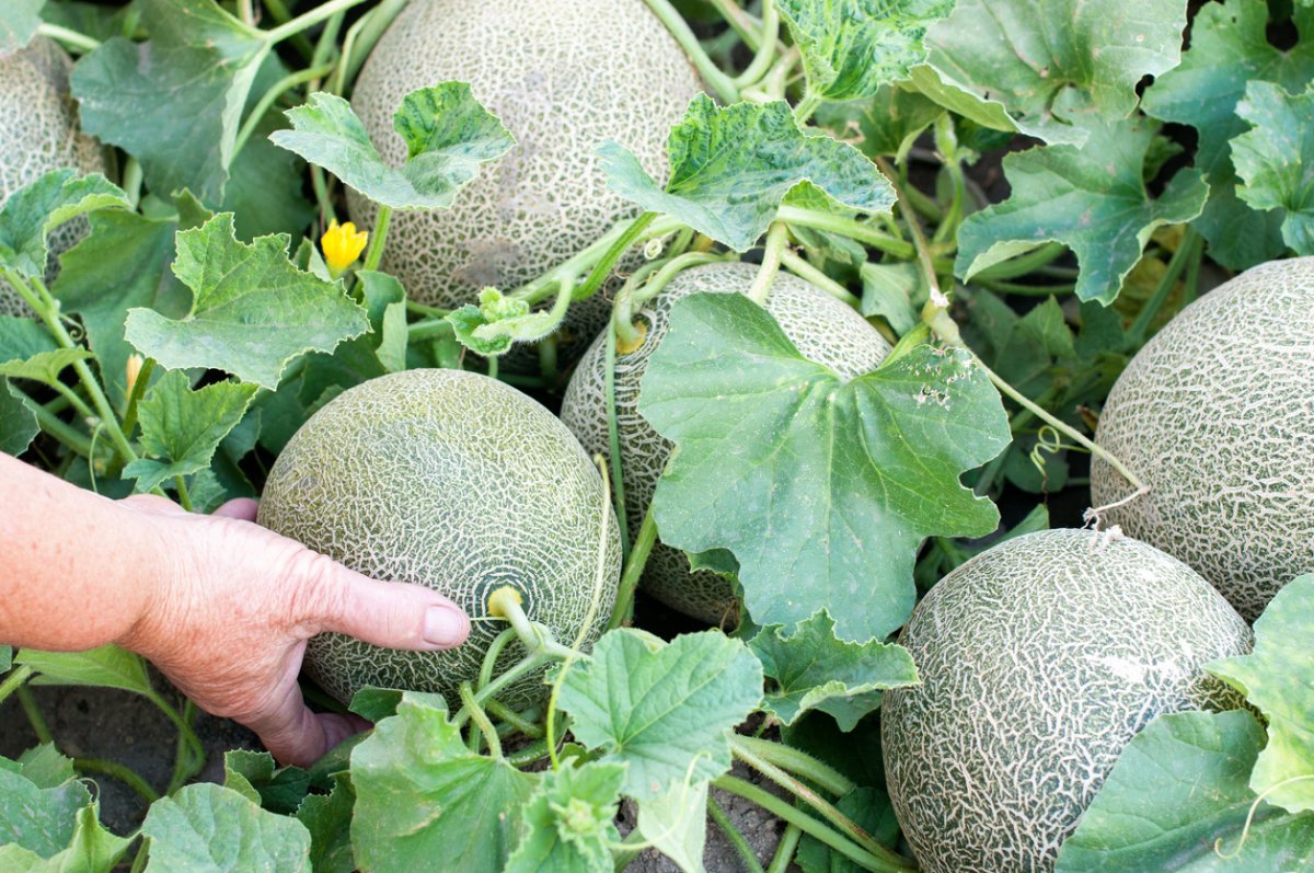 Person's hand reaching to pick a melon among other melons in the garden.