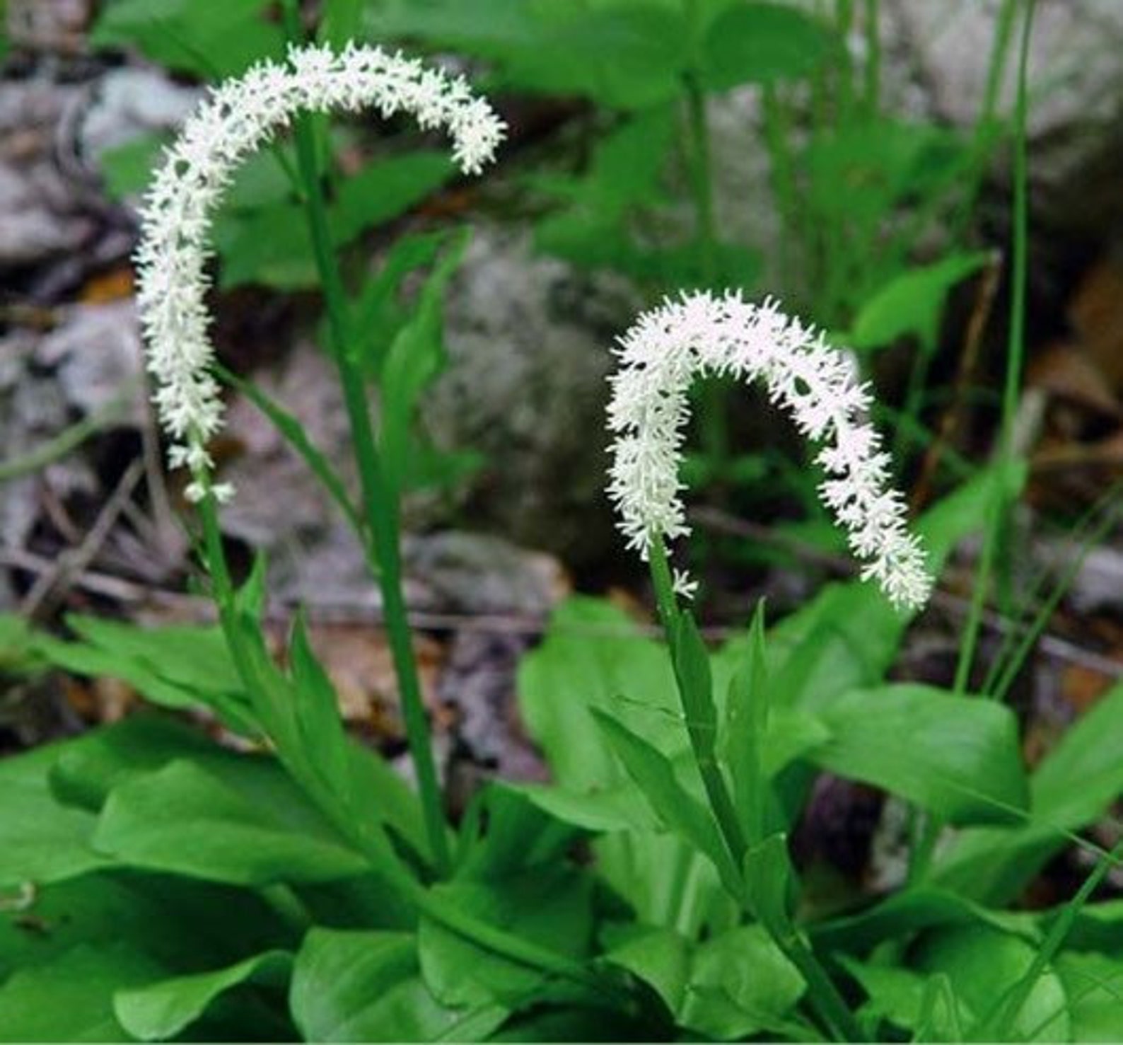 perennial herbs