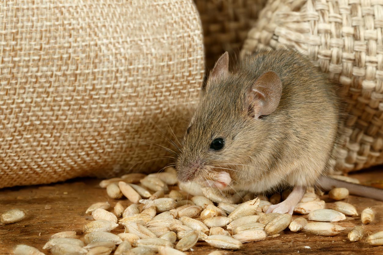 A close up of a mouse eating grains.