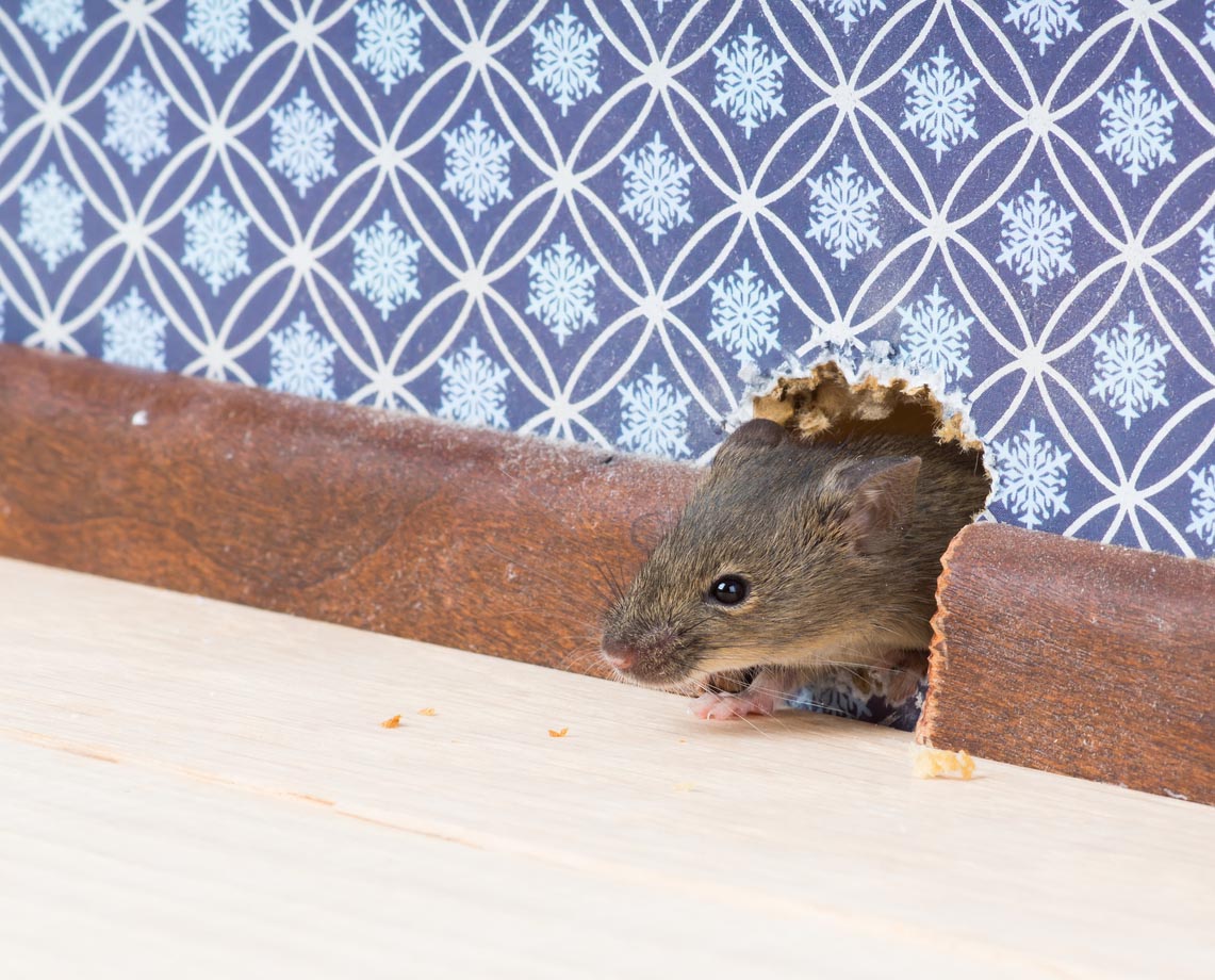 A mouse peeks out of a hole in a blue wall.