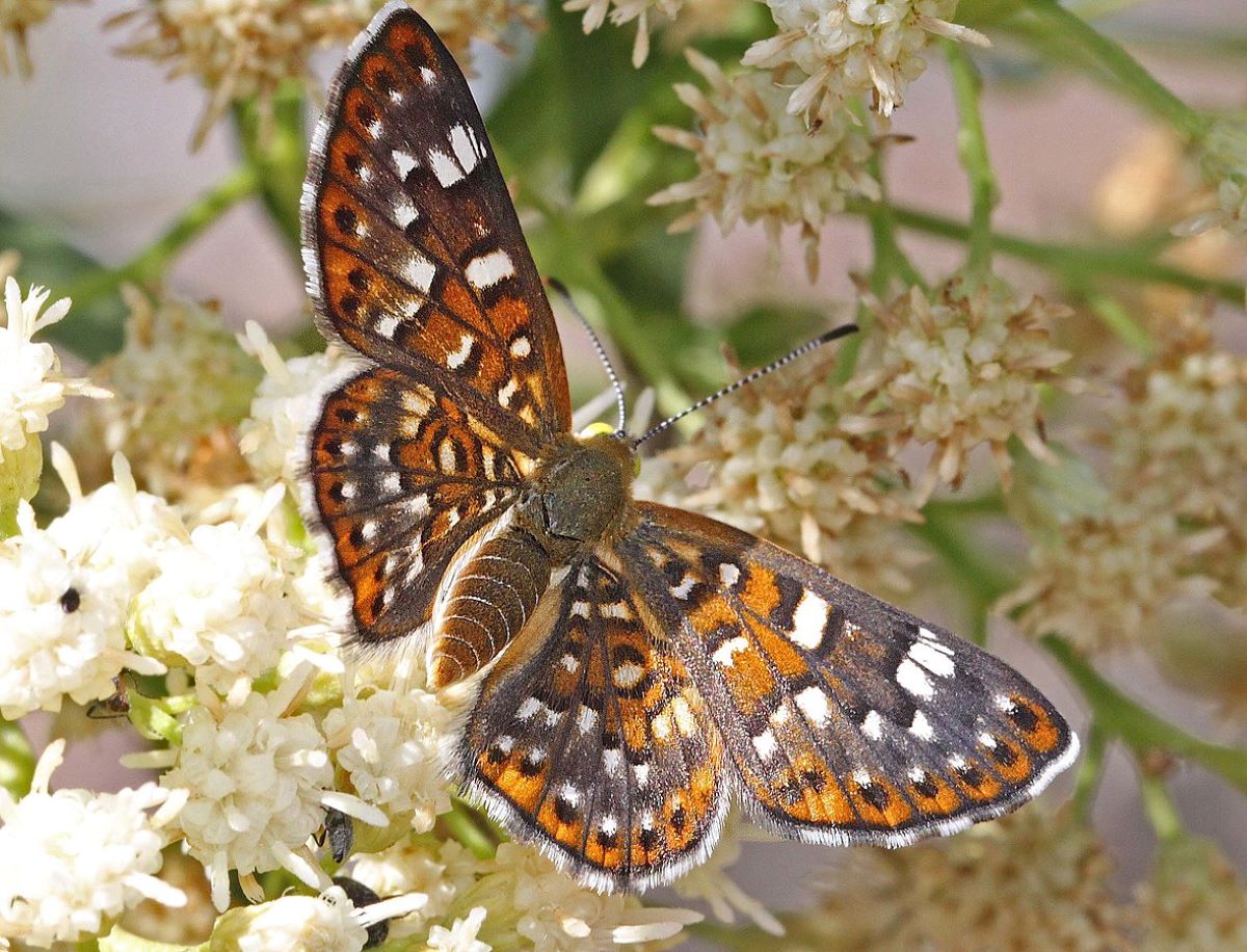 types of butterflies
