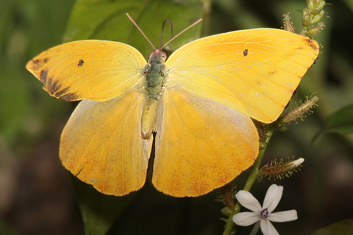 types of butterflies
