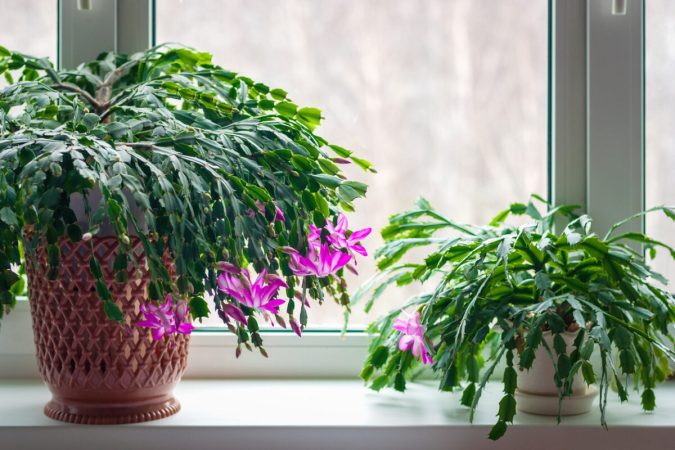 Christmas vs. Thanksgiving vs. Easter Cactus: What’s the Difference Between These Holiday Houseplants?
