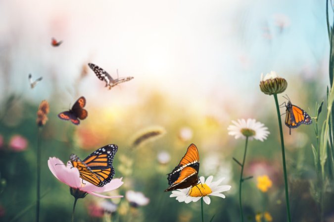 types of butterflies