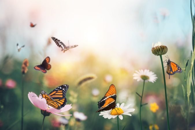 18 Types of Butterflies All Home Gardeners Should Know