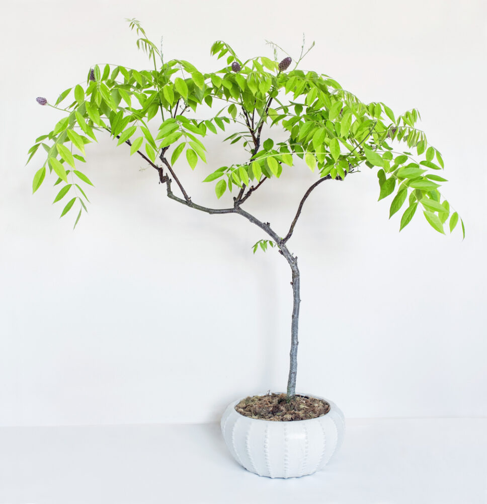 how to grow wisteria
