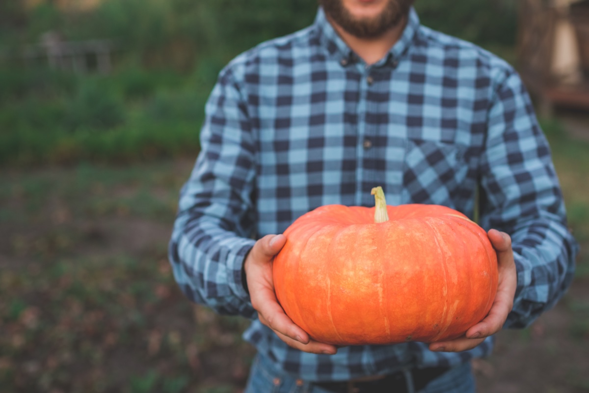 Man wearing blue checked shirt holds pumpkin from pumpkin patch in hands.