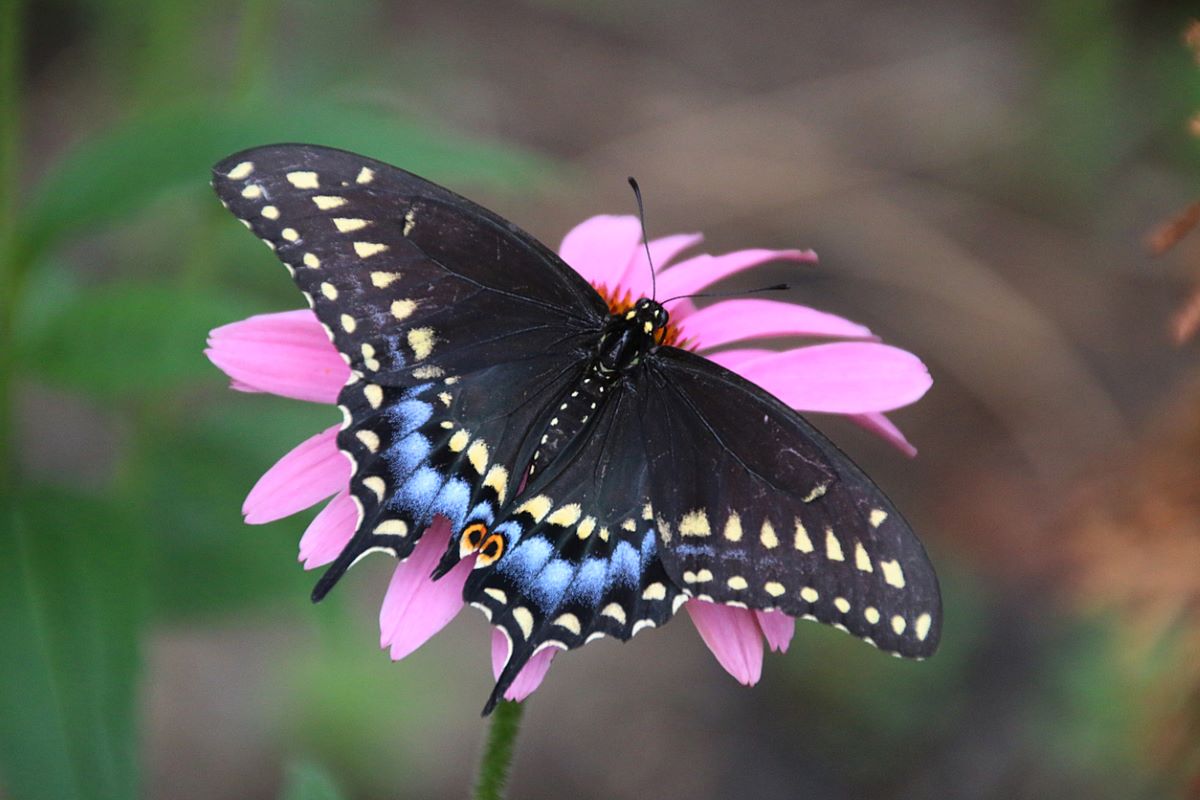 types of butterflies
