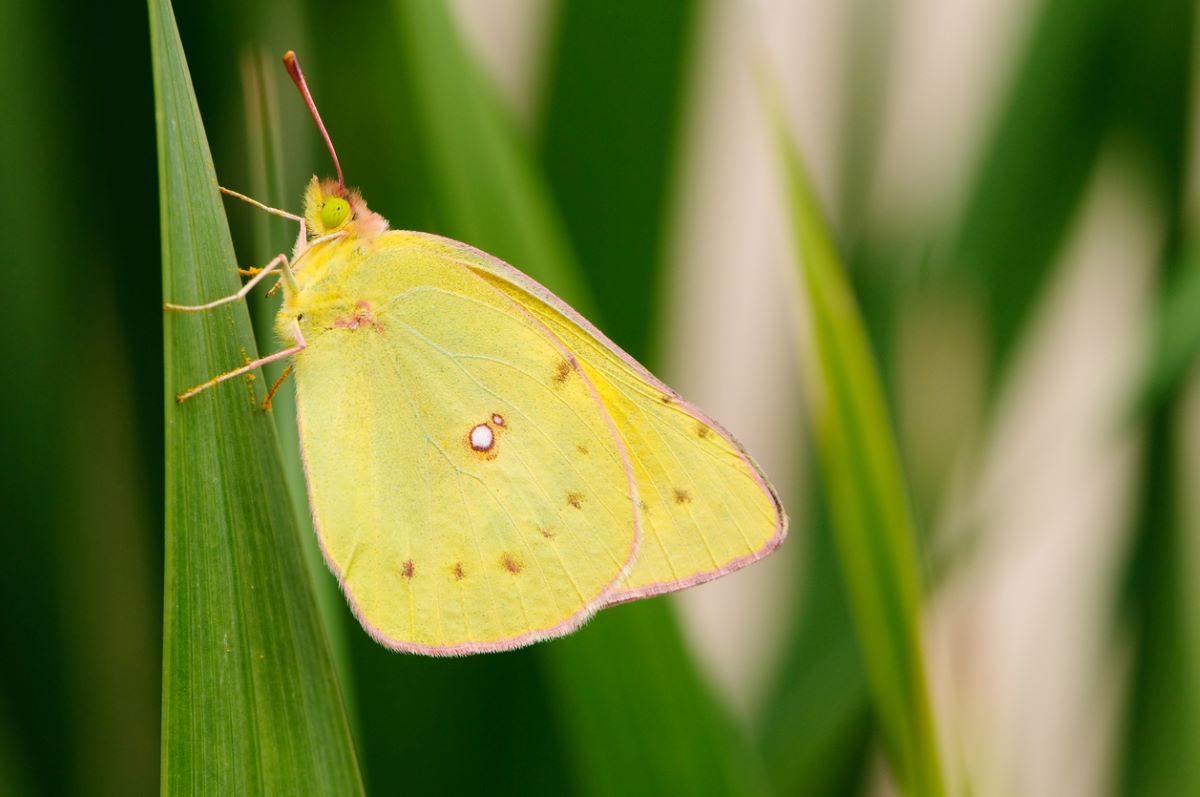 types of butterflies