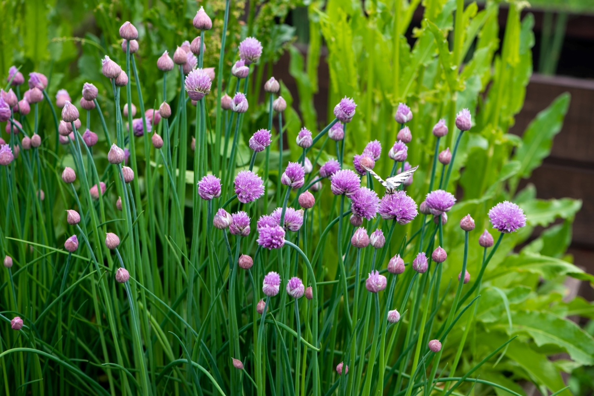 snake repellent plants society chives