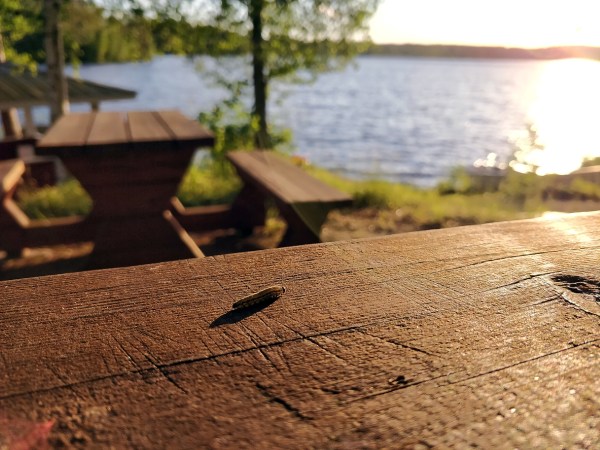 How to Get Rid of Woodworms to Protect Your Outdoor Furniture