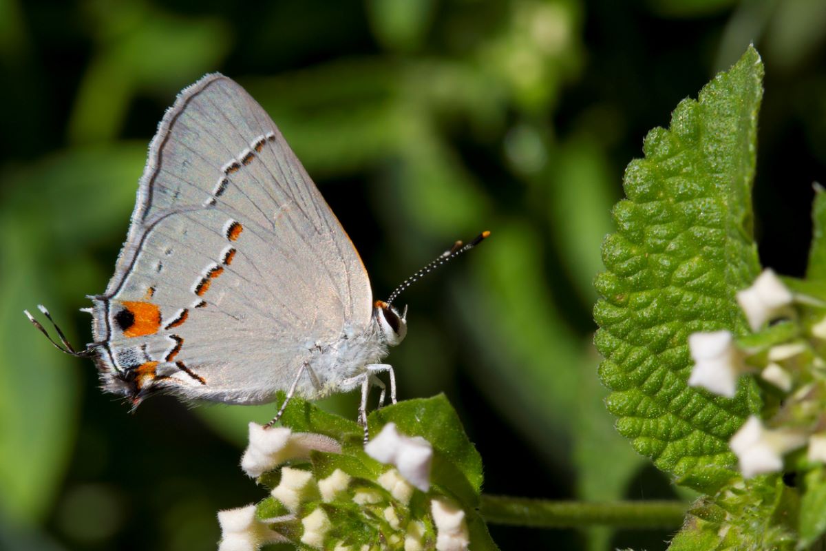 types of butterflies