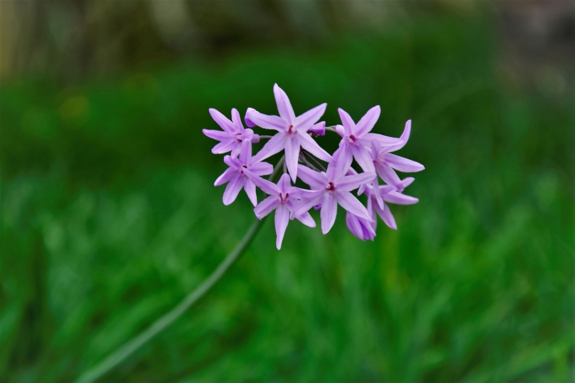 12 Snake-Repellent Plants That Can Pest-Proof Your Garden - Bob Vila
