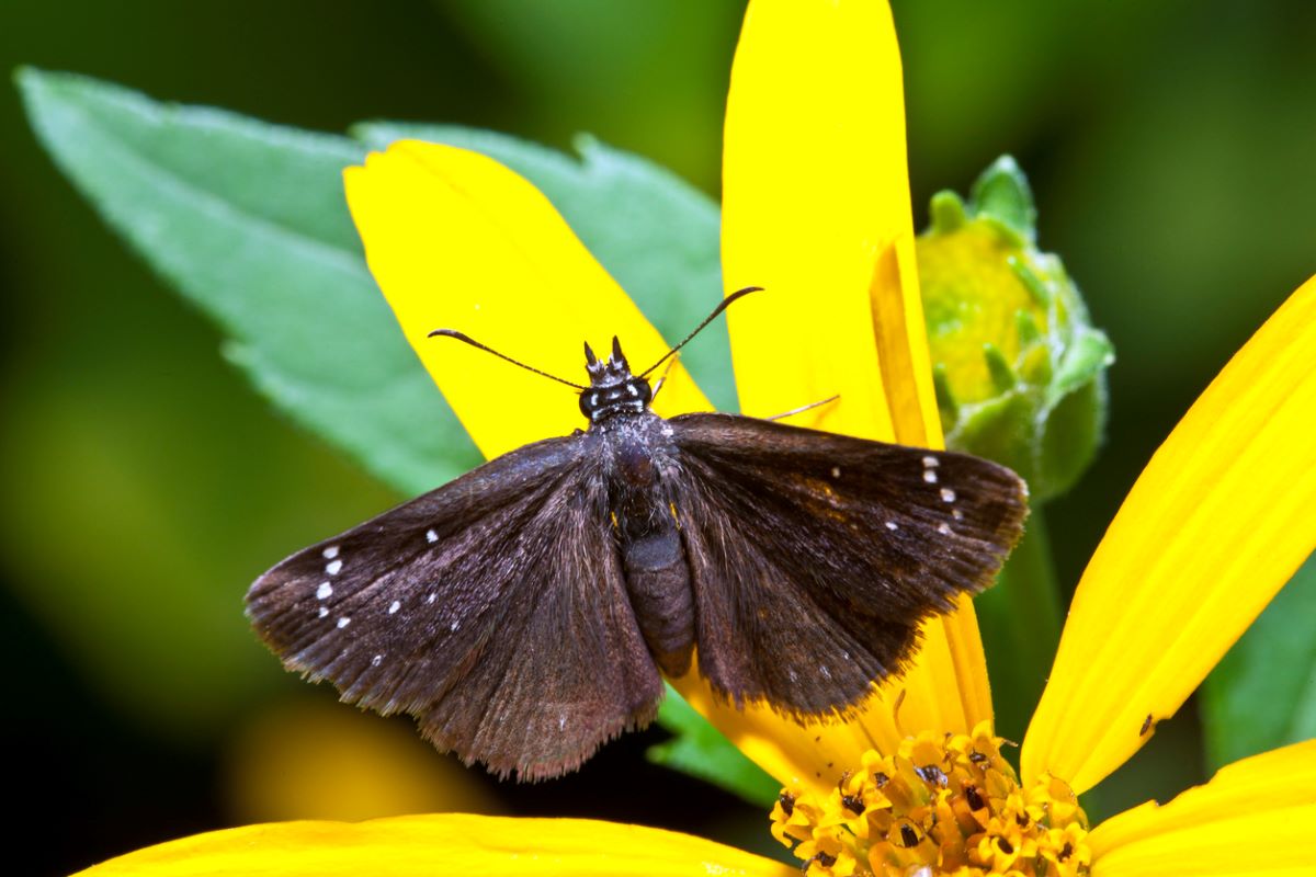 types of butterflies