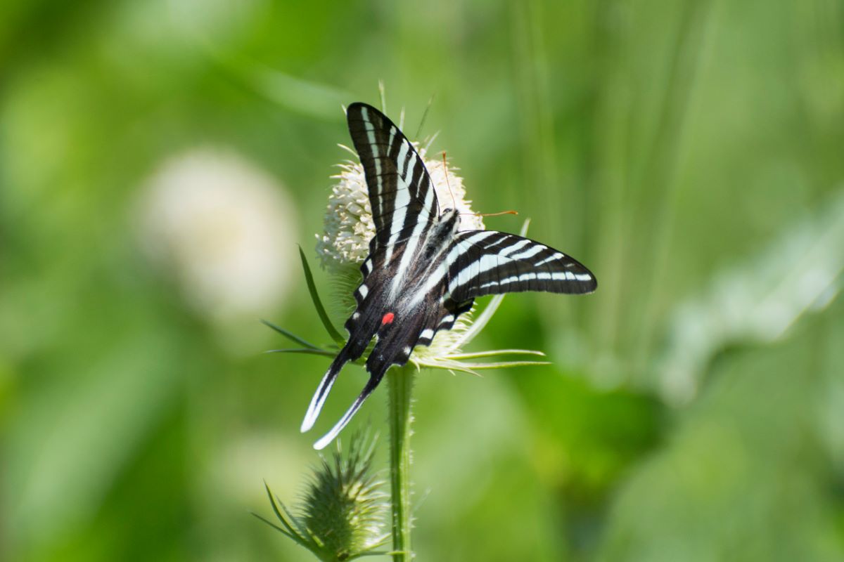 types of butterflies