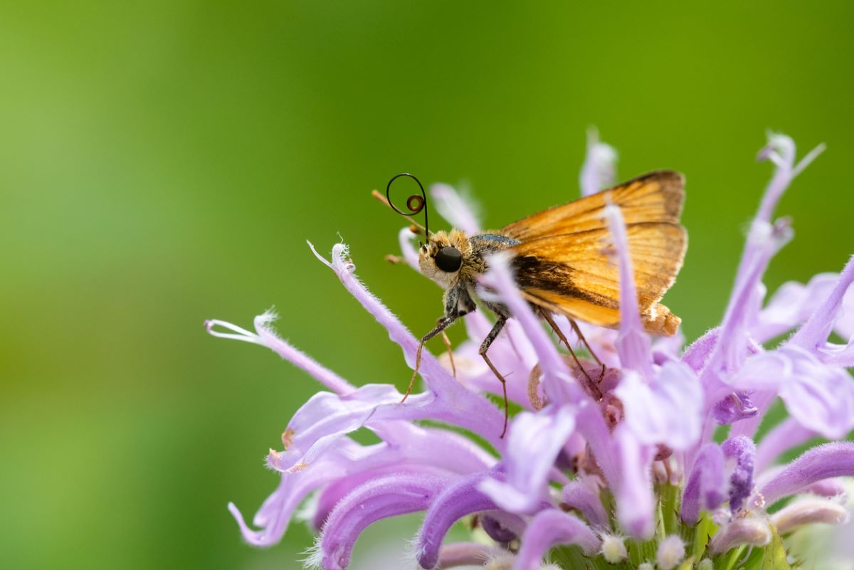 types of butterflies