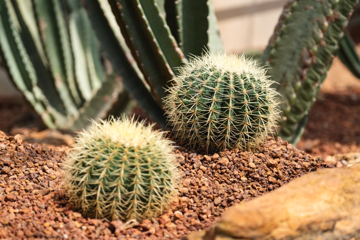 snake repellent plants golden barrel cactus