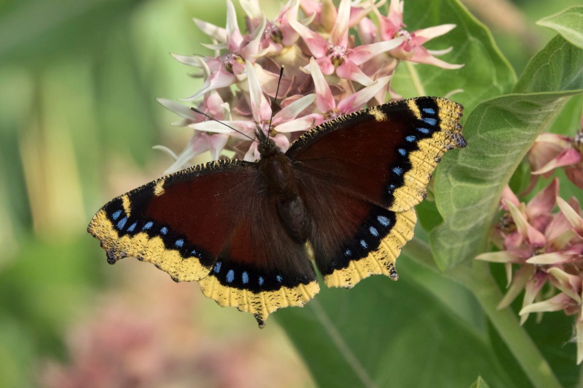 types of butterflies