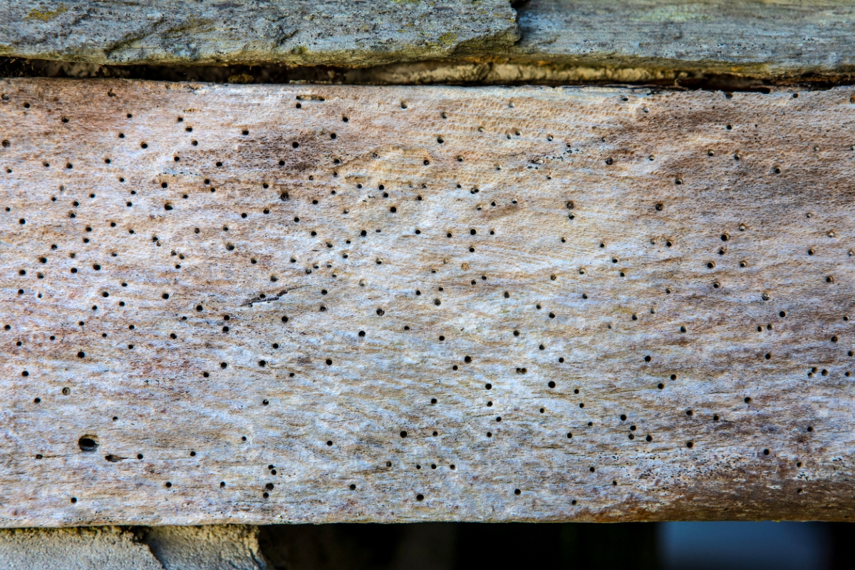 How to Get Rid of Woodworm to Protect Outdoor Furniture Bob Vila