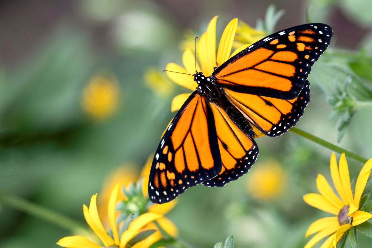 types of butterflies