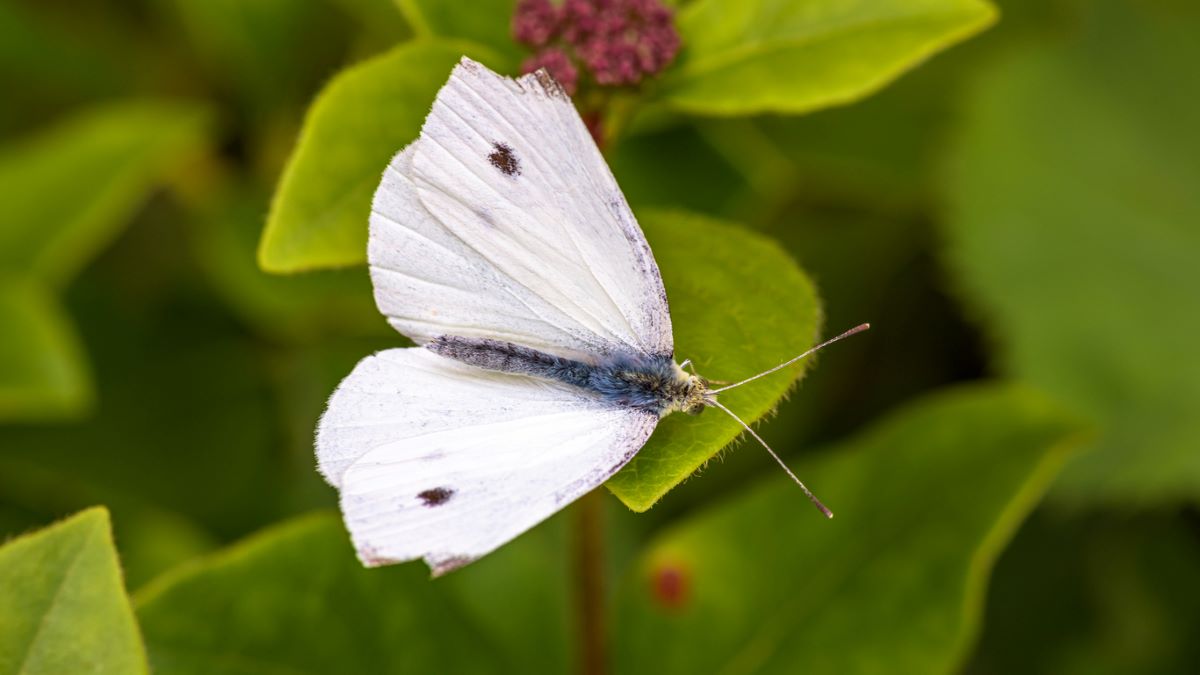 types of butterflies