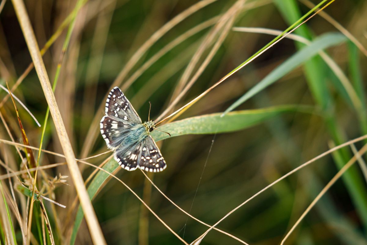 types of butterflies
